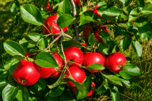 apples from Wight's apple orchard in Bucksport Maine