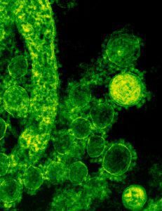 Quorum sensing (QS) is a cell-to-cell communication system used by bacteria (and some fungi) to coordinate collective behavior based on population density. Microbes produce and release small chemical signaling molecules called autoinducers.